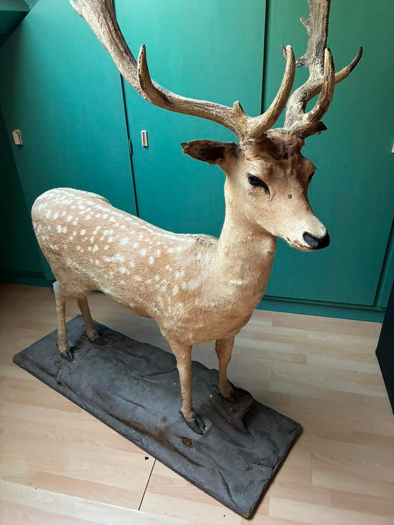 Daim sur pieds, Enlèvement, Comme neuf, Cerf, Animal empaillé