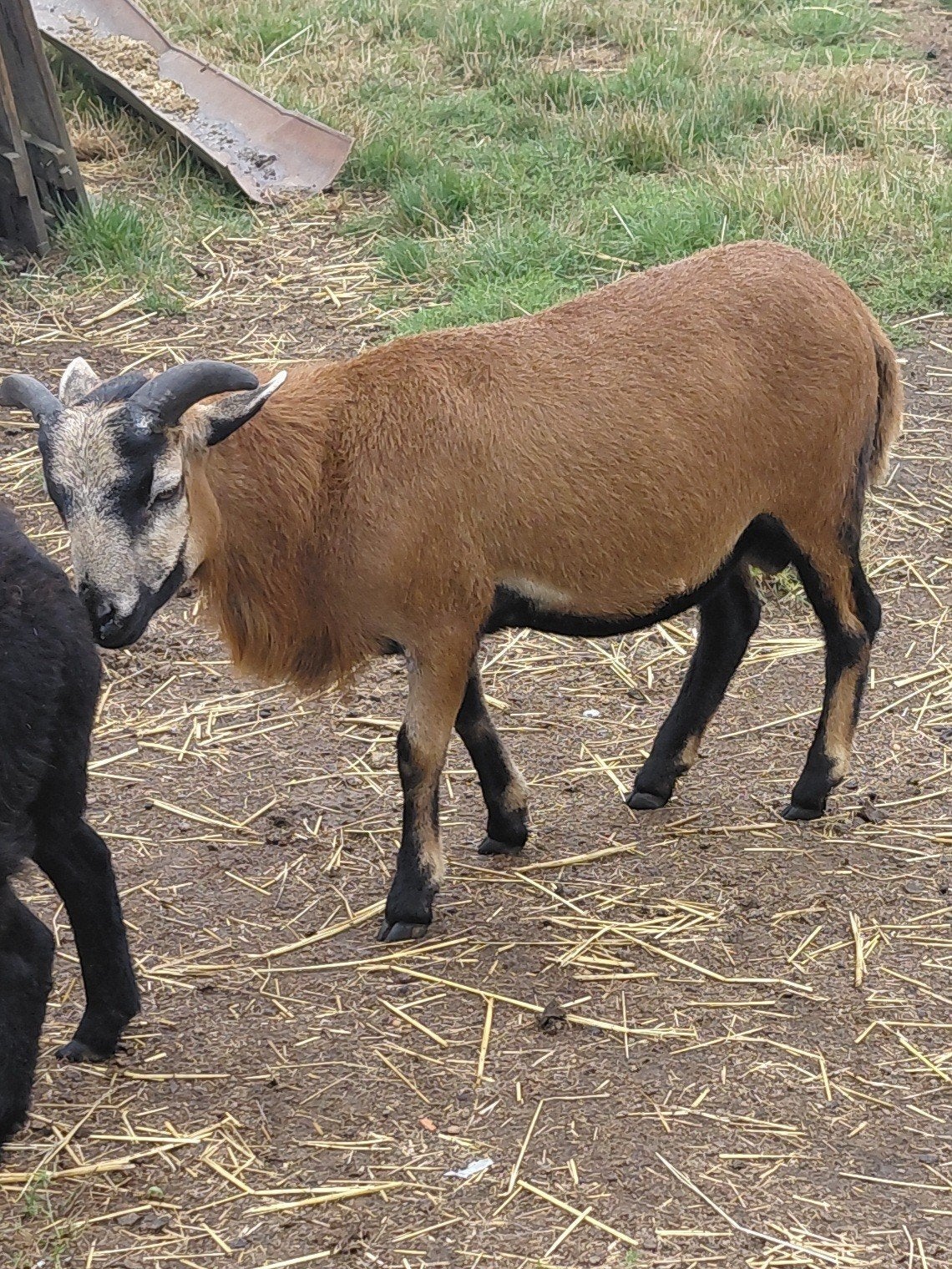 ram Cameroun