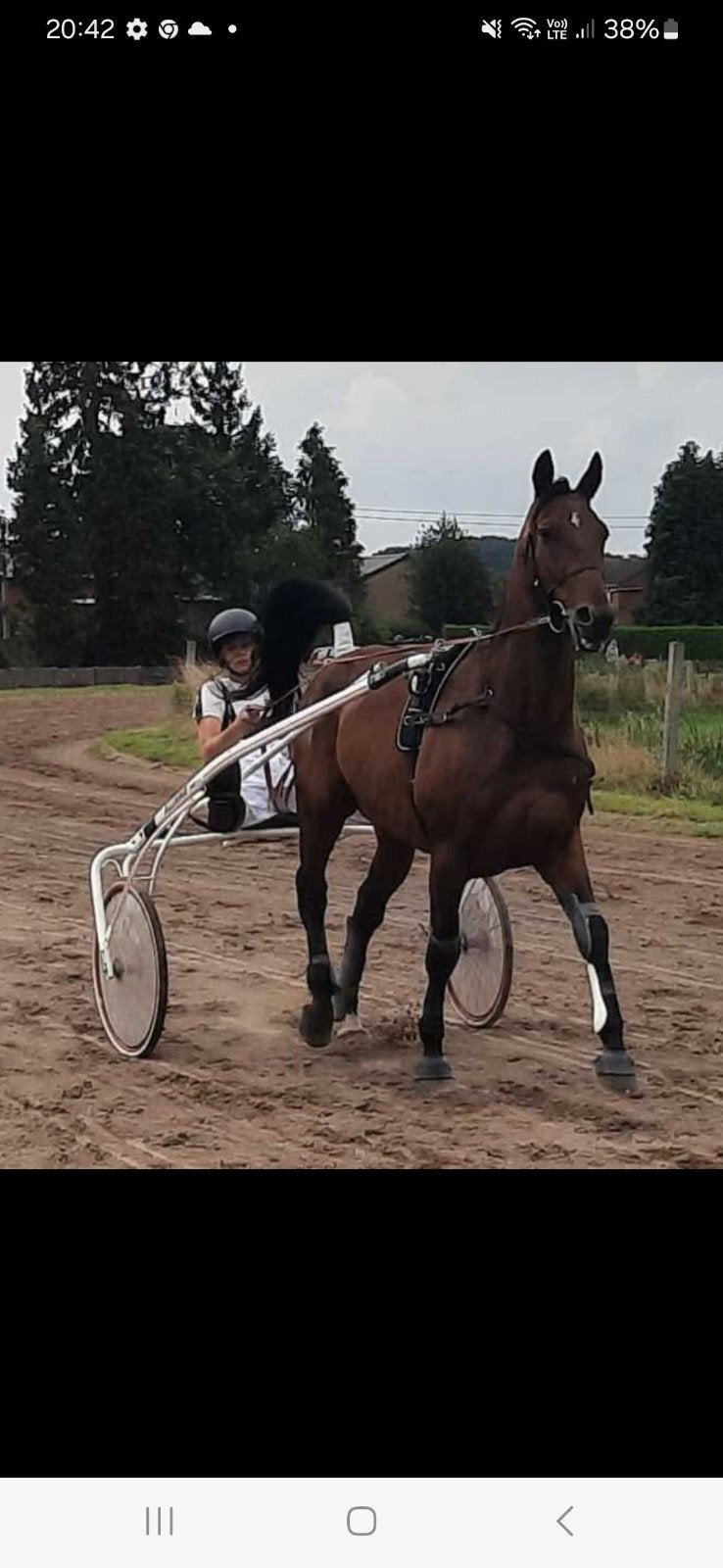 draver braaf kan niet springe monte ook, Dieren en Toebehoren, Met stamboom, Ruin, Zadelmak, 170 tot 175 cm