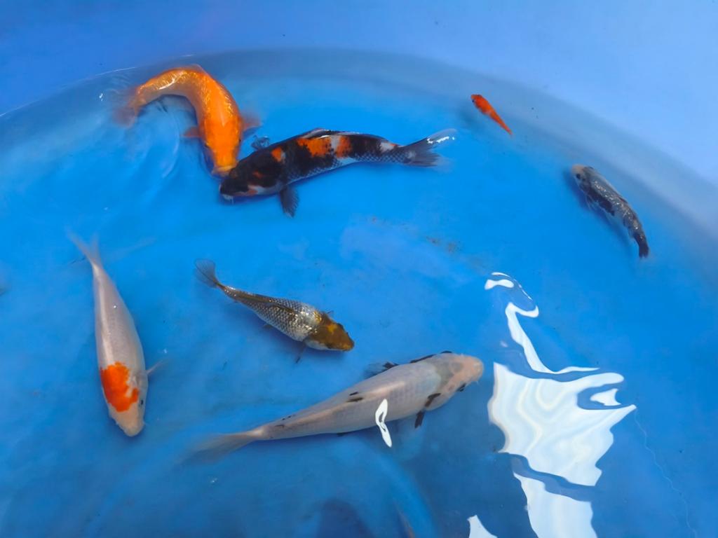 Jonge koi