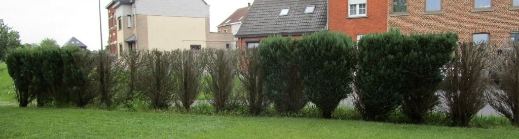 BOIS GRATUIT - à couper soi-même, Jardin & Terrasse, Bois de chauffage, Troncs d'arbres, Autres essences de bois, 6 m³ ou plus