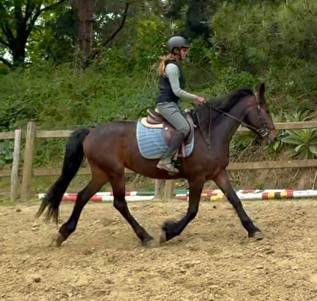 Super brave kruising fries, Dieren en Toebehoren, Merrie