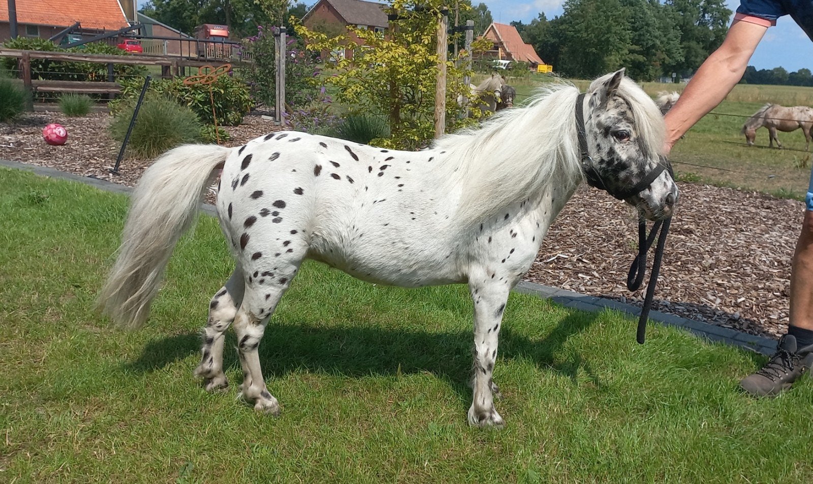 APPALOOSA MERRIE EN MEER,LOPEN IN NEDERLAND.