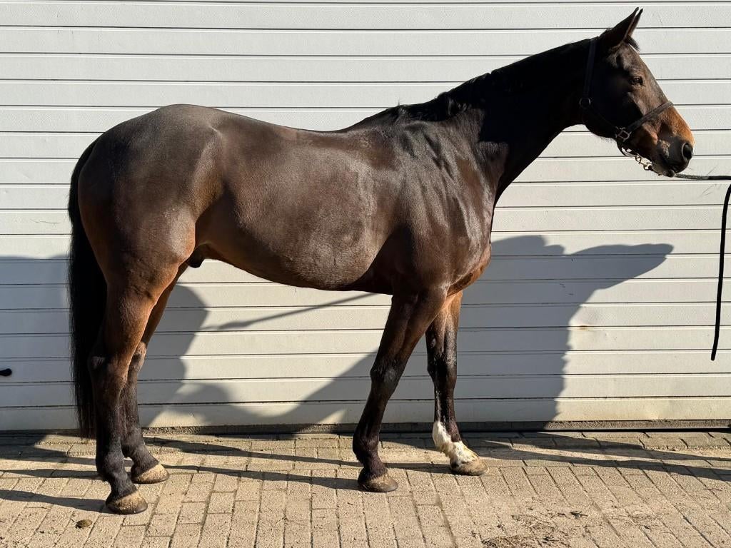 Zeer knappe allrounder springen/eventing, ZZ, Springpaard, Met stamboom, Ruin