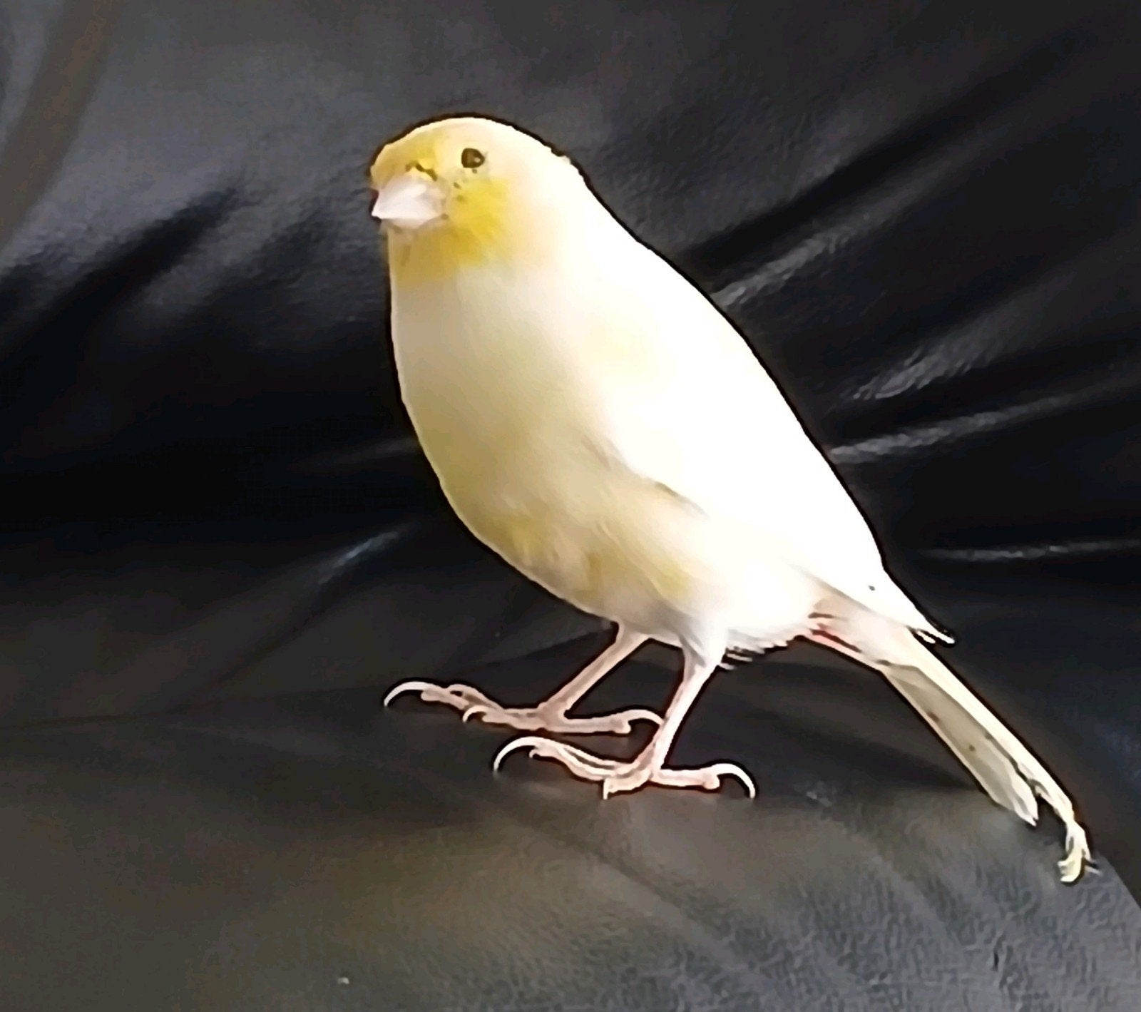 harlekijn man 26, Dieren en Toebehoren