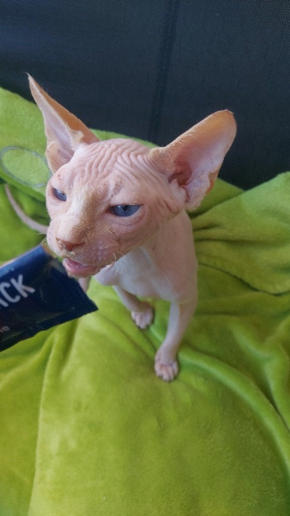 Sphynx mâles 5 mois, Chat, Vermifugé, 0 à 2 ans