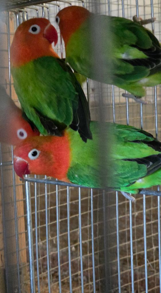 Fischeri, Sexe inconnu, Perroquet nain ou Inséparable, Bagué