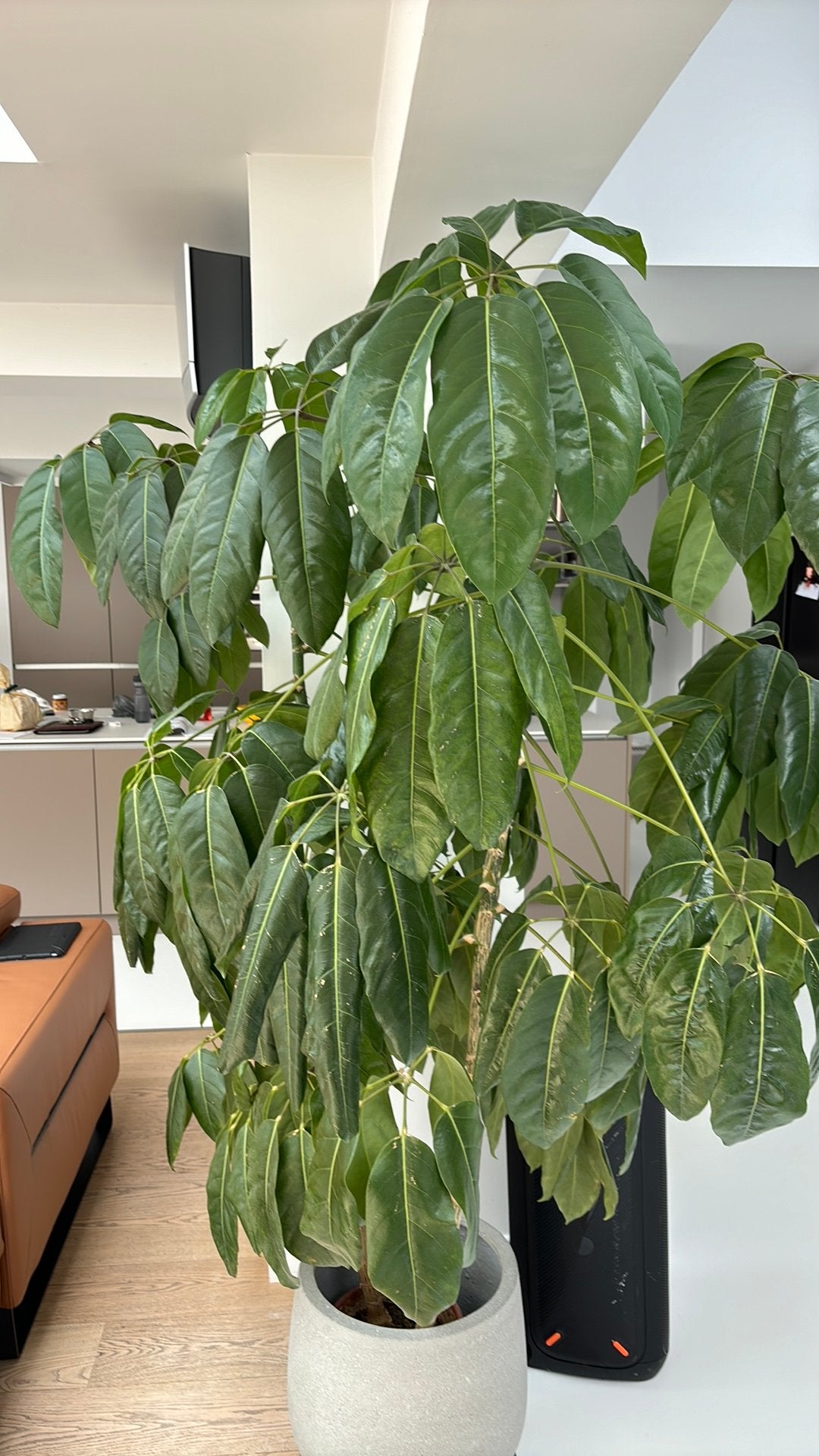 Vingersboom (Schefflera amate), Ophalen, Overige soorten, Halfschaduw, 150 tot 200 cm