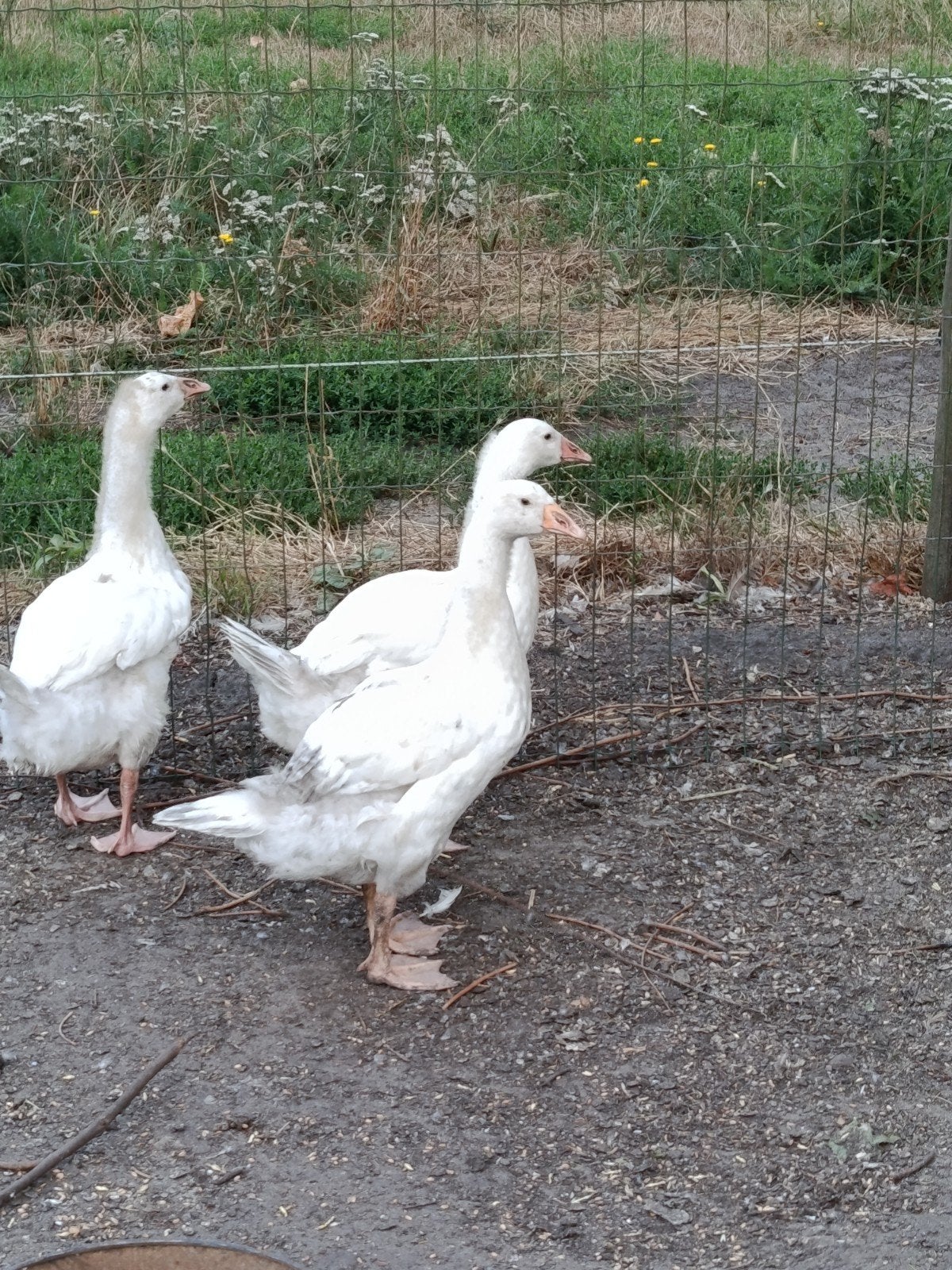 Jonge ganzen, Sexe inconnu, Oie ou Cygne
