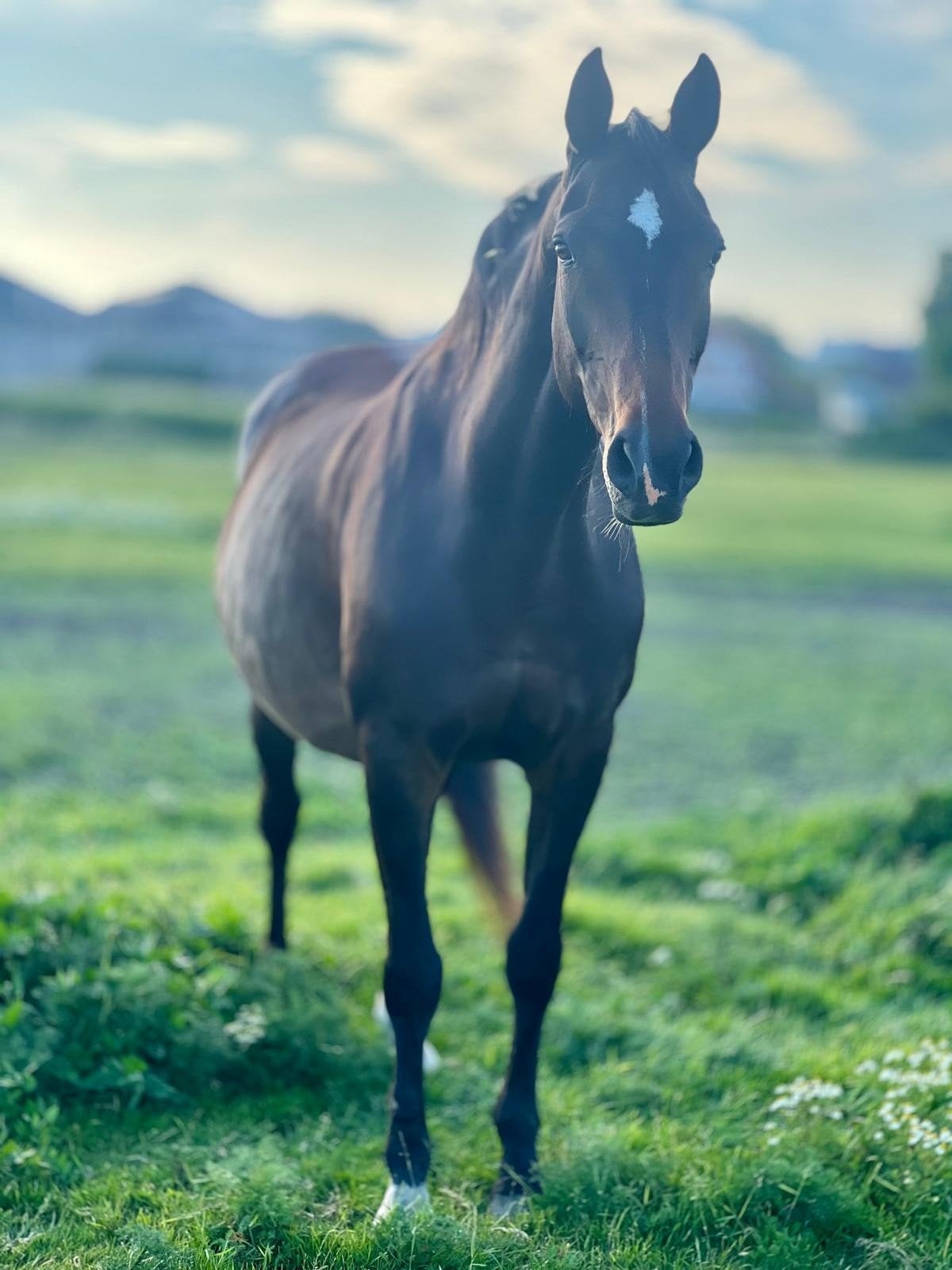 Brave fokmerrie, 11 ans ou plus, 165 à 170 cm, Cheval de saut, Avec pedigree