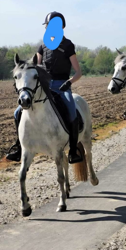 B-pony te koop, Merrie, B, B pony (1.17m tot 1.27m)