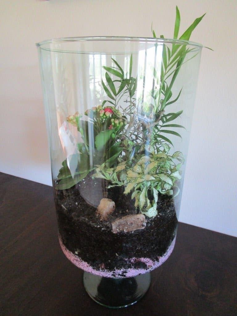 Plantenterrarium met levende planten, Ophalen, Overige soorten, In pot, Minder dan 100 cm