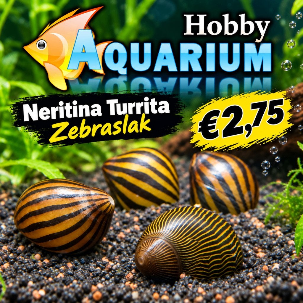 Hobbyaquarium Neritina Turrita / Zebraslak / algeneters, Slak of Weekdier, Zoetwatervis