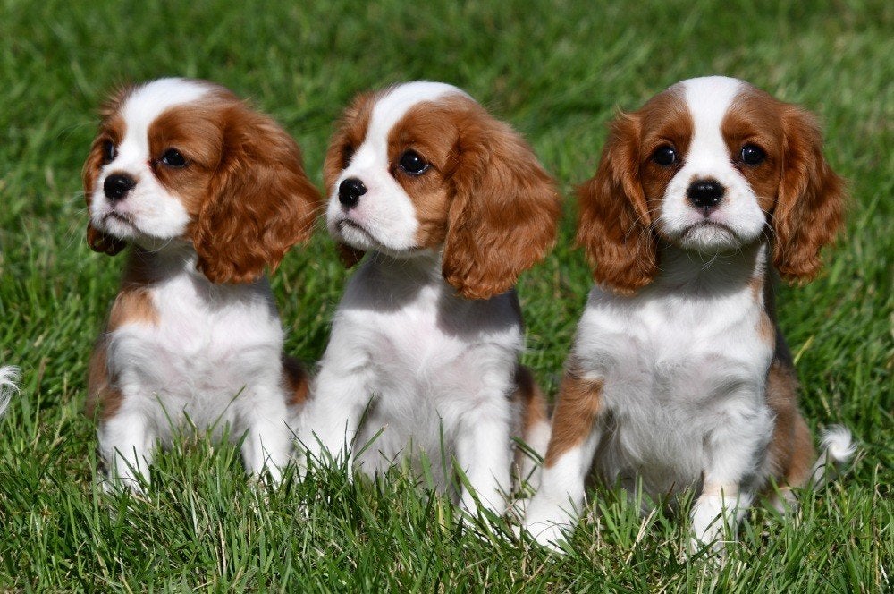Cavalier King Charles pups te koop, Dieren en Toebehoren, 15 weken tot 1 jaar, Buitenland, CDV (hondenziekte), Meerdere