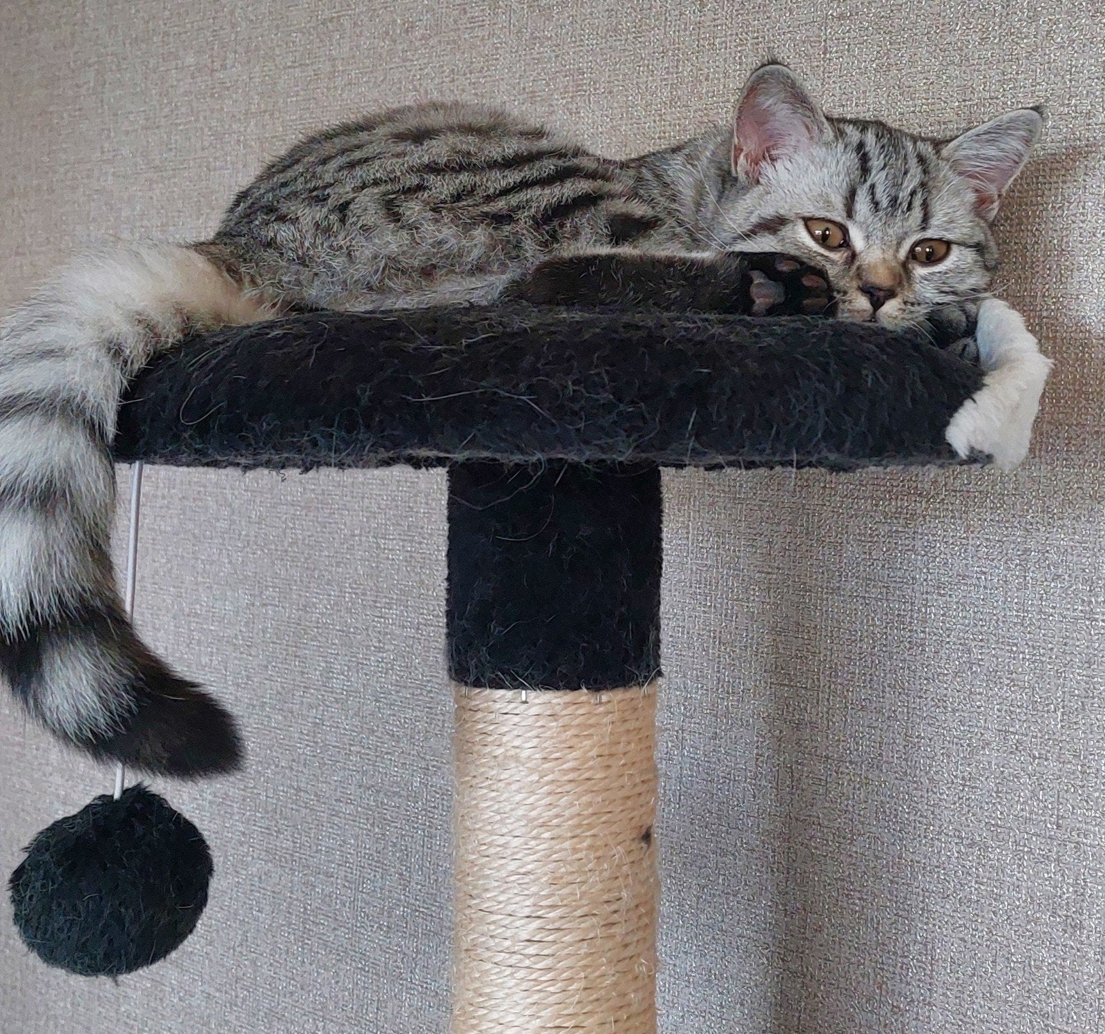 britse korthaar tabby, Dieren en Toebehoren, Poes, Gechipt, 0 tot 2 jaar