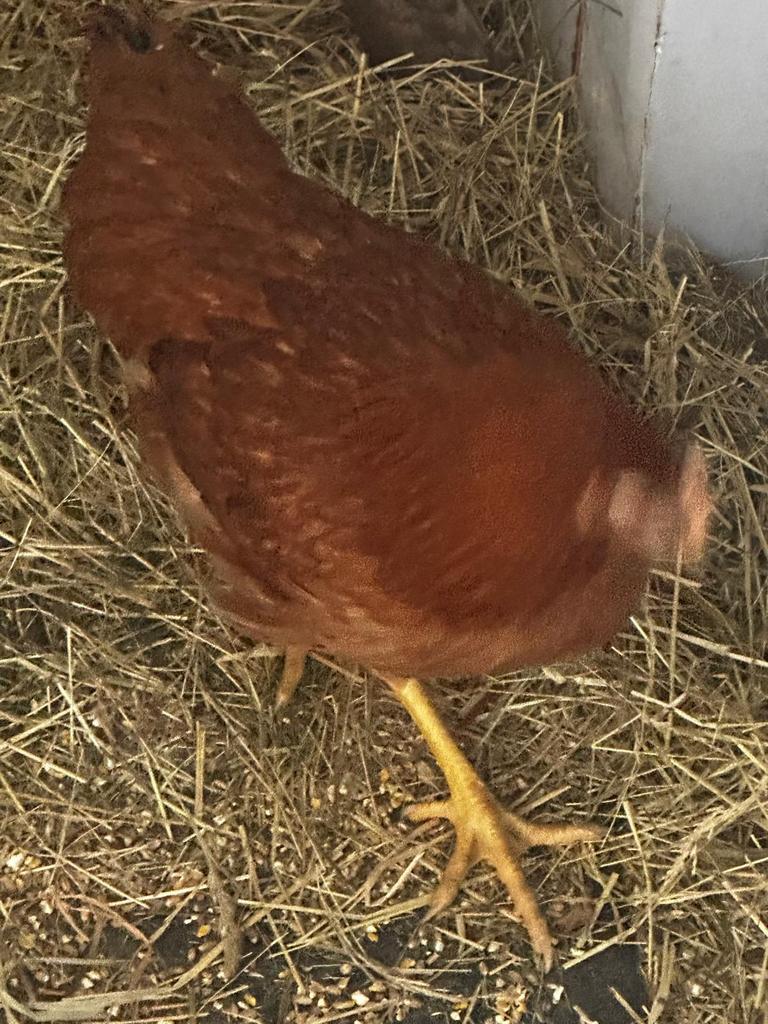 Isa Brown legkippen, Dieren en Toebehoren, Pluimvee, Kip