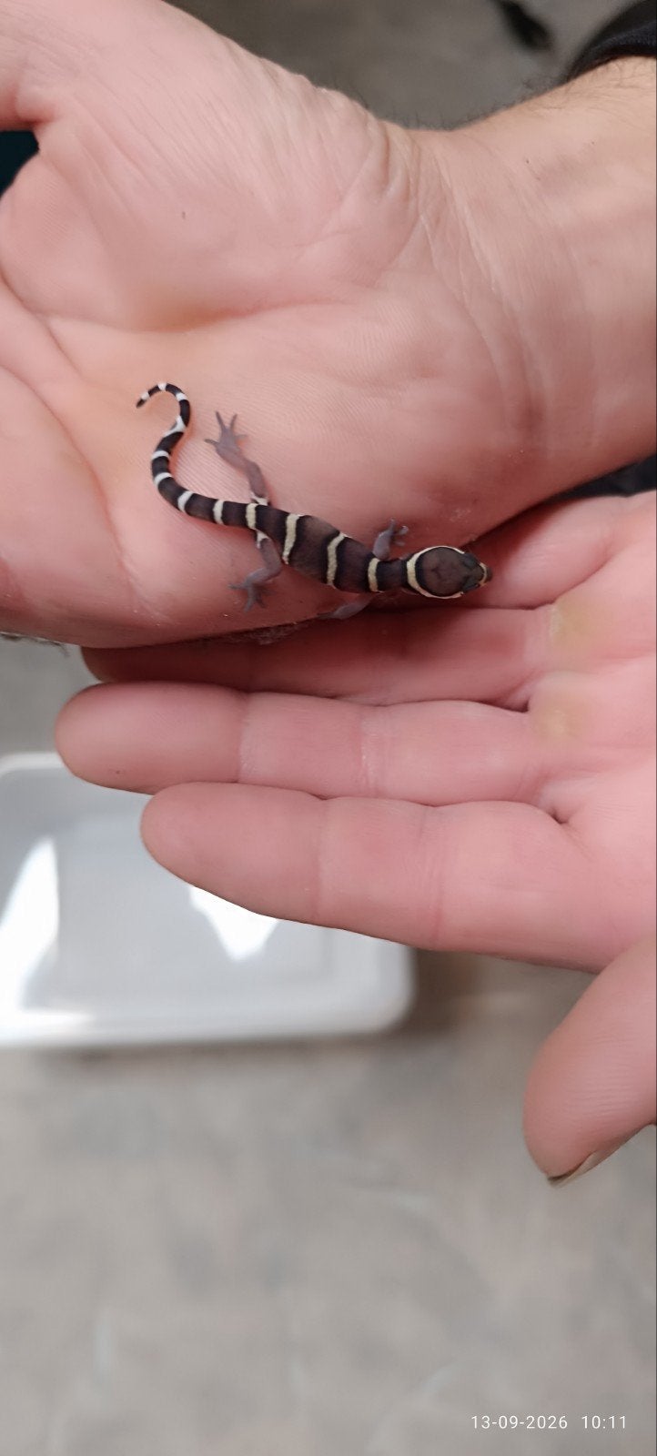 coleonyx mitratus (panterclauw gekko), Dieren en Toebehoren, Hagedis, 0 tot 2 jaar