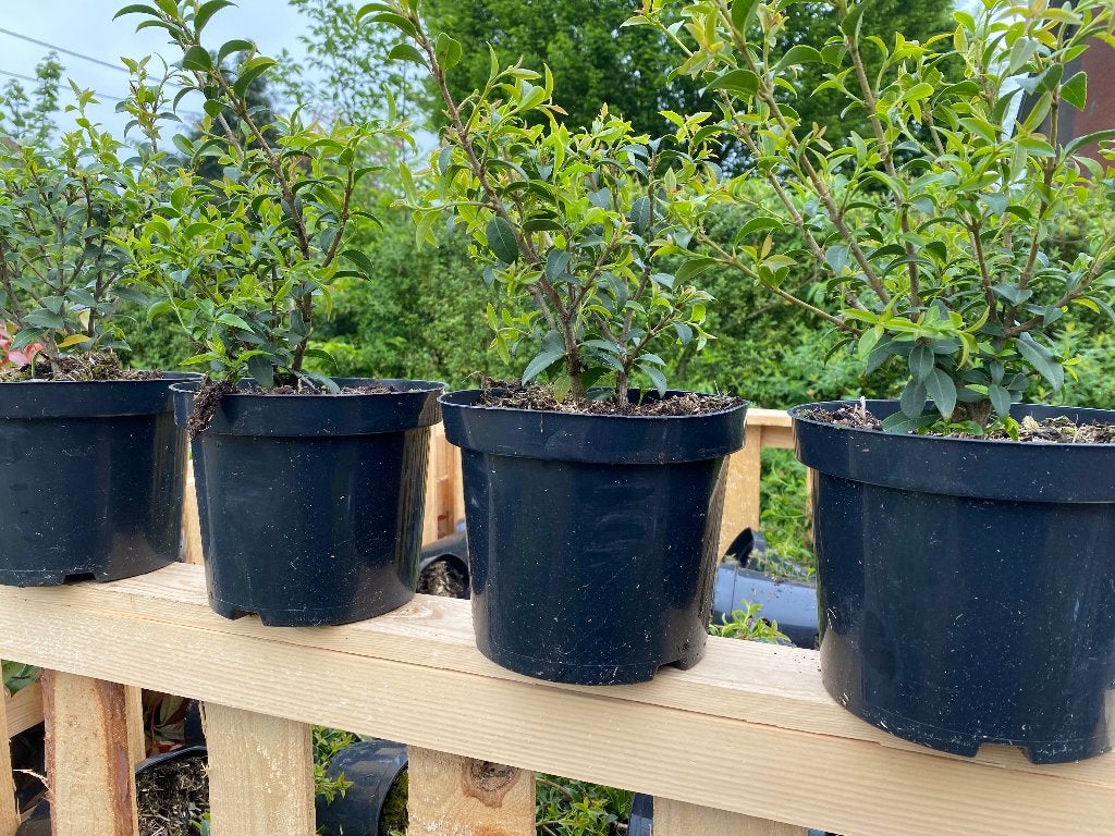 Osmanthus Burkwoodii, Enlèvement, Arbuste