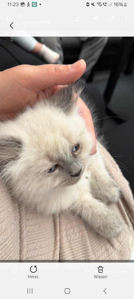 Kitten, Animaux & Accessoires, Chats & Chatons | Chats de race | Poil ras, Chatte ou Chat, Avec pedigree, 0 à 2 ans