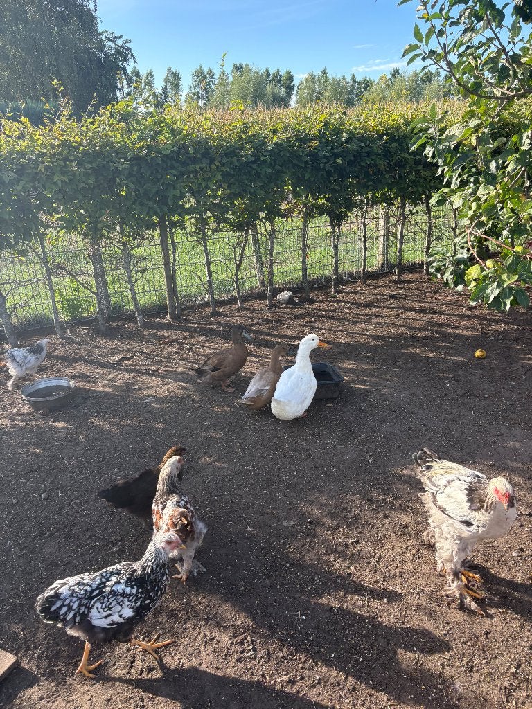 Campbell eenden, Animaux & Accessoires, Canard