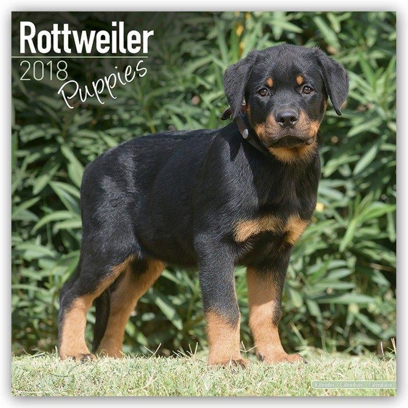 Rottweiler Puppykalender 2018, Ophalen of Verzenden, Jaarkalender, Nieuw
