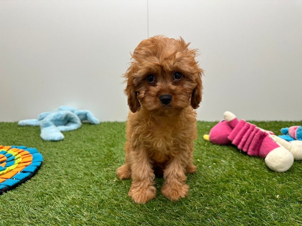 Cavapoo pups (F1), België, 8 tot 15 weken, Parvo, Meerdere