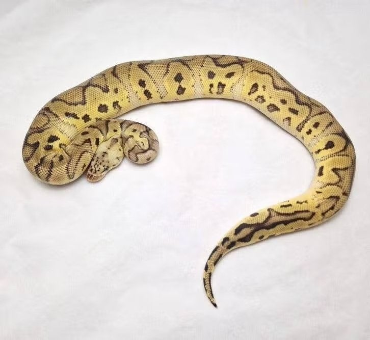 Pastel Clown het Pied koningspython man Ball Python - male for sale from jurgen