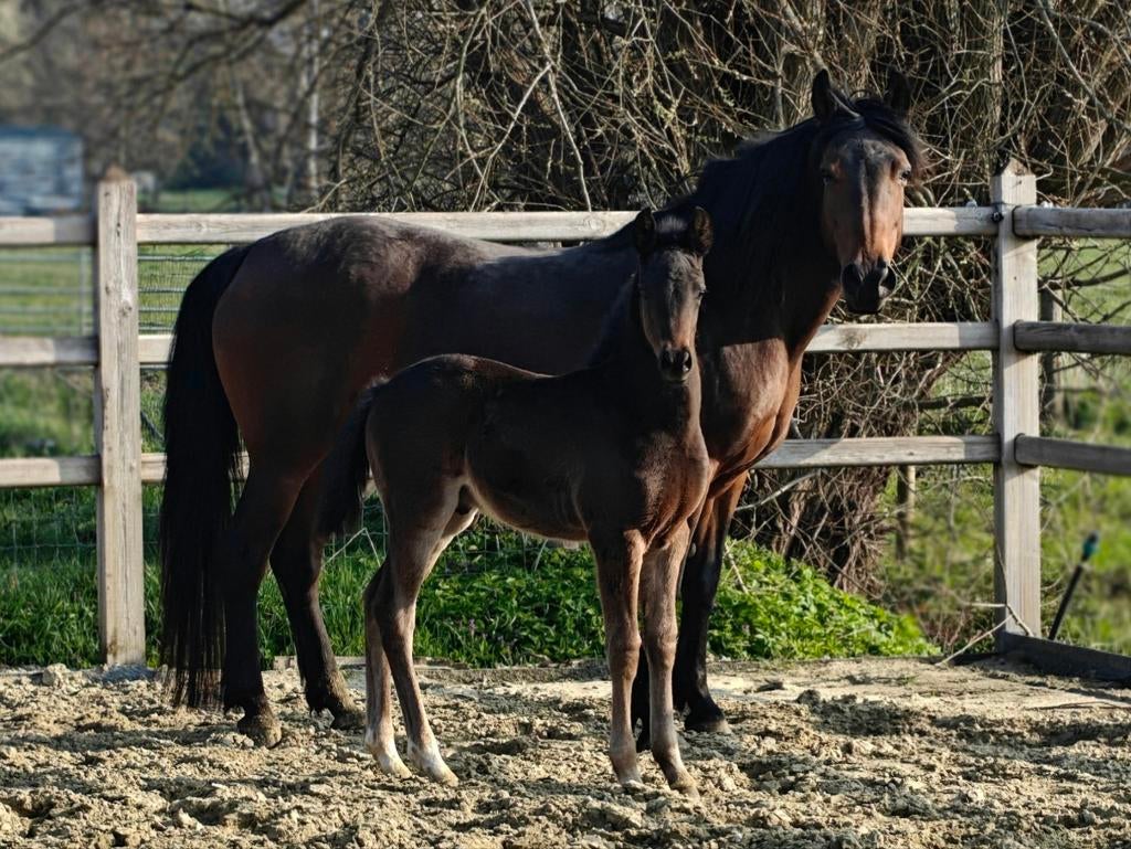 New Forest merrie, Jument