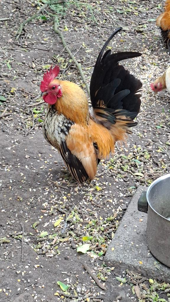 Serama haantjes, Mâle, Poule ou poulet