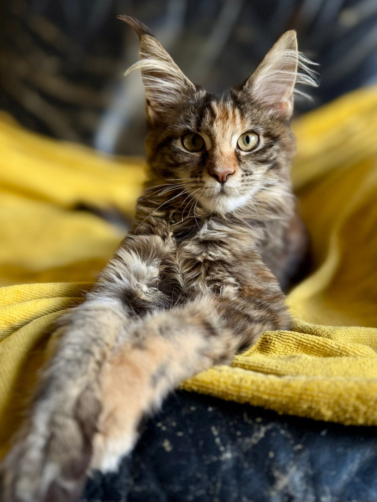 Maine Coon poesje: officiële stamboom, kampioensbloedlijnen, Plusieurs animaux, Avec pedigree, 0 à 2 ans