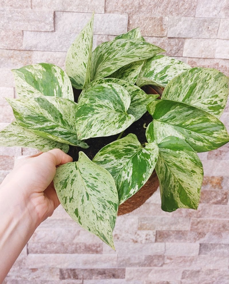 marble queen pothos, Maison & Meubles, Plantes d'intérieur, Plante potagère, En pot, Moins de 100 cm, Enlèvement