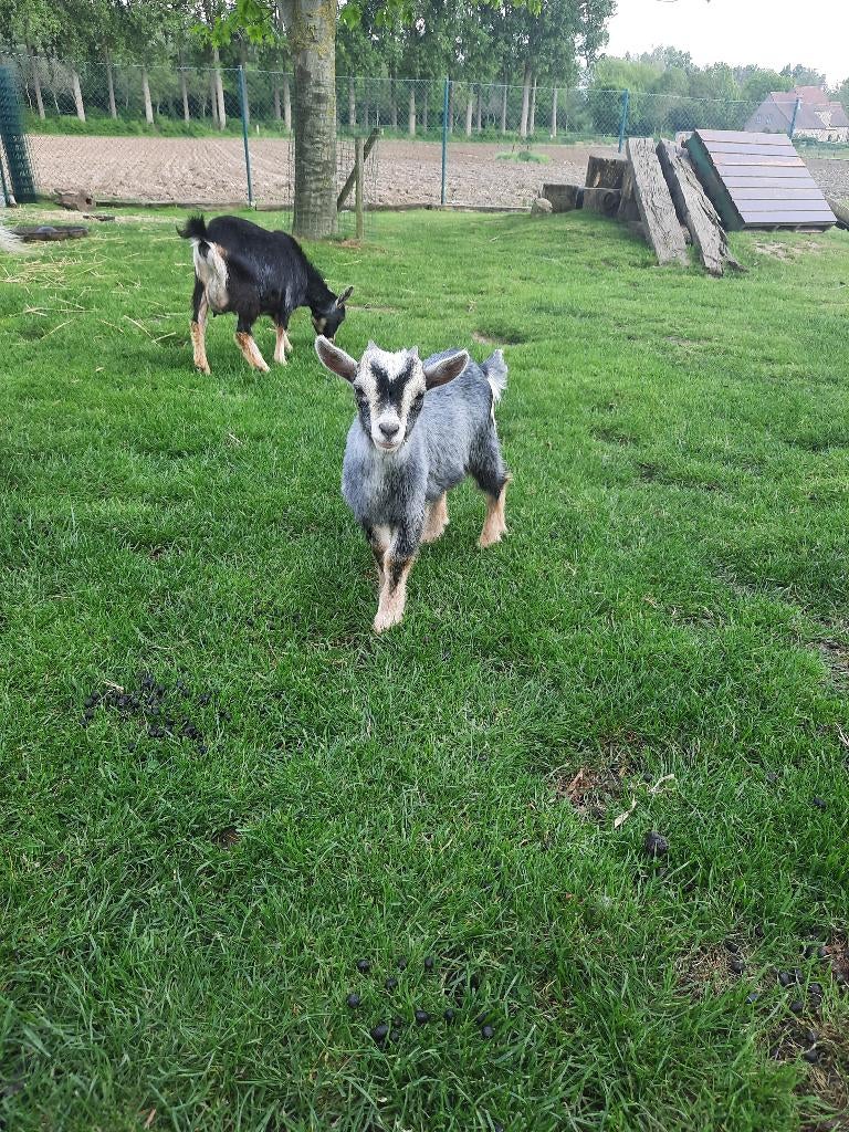 Dwergeiten bokje grijs tan, Mâle, Chèvre, 0 à 2 ans