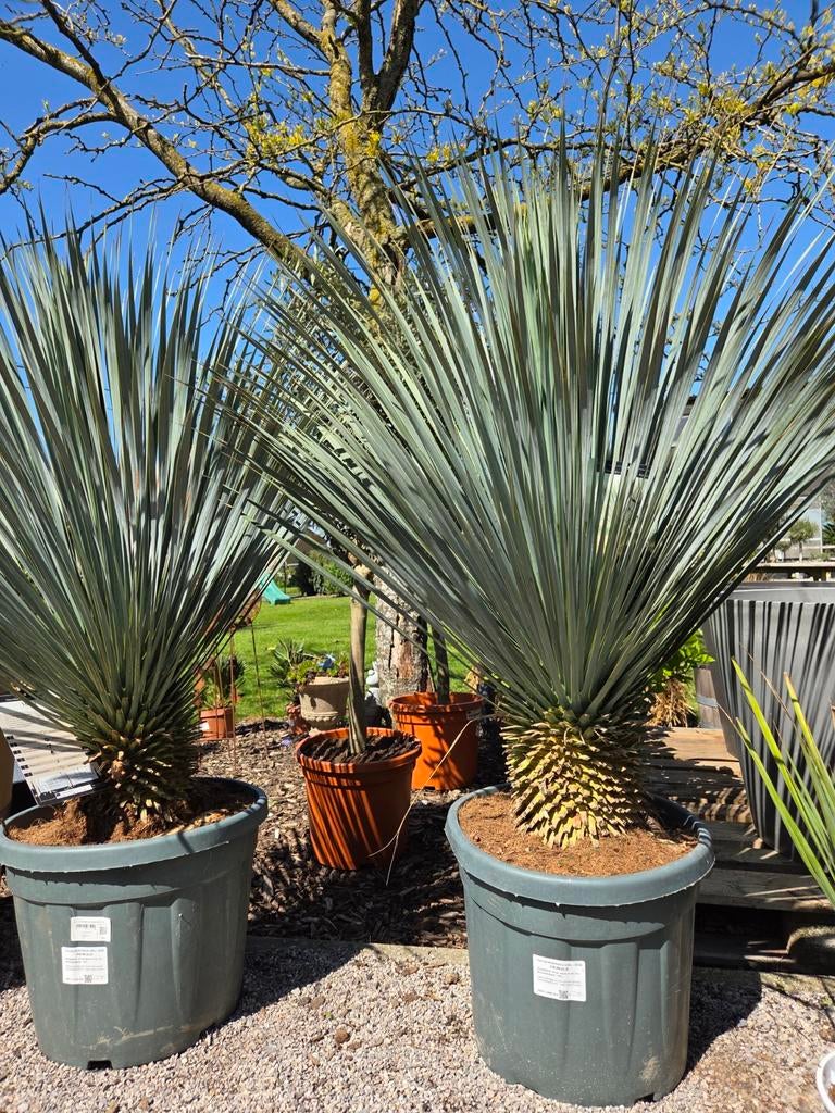 Yucca Rostrata - palmlelie, Ophalen