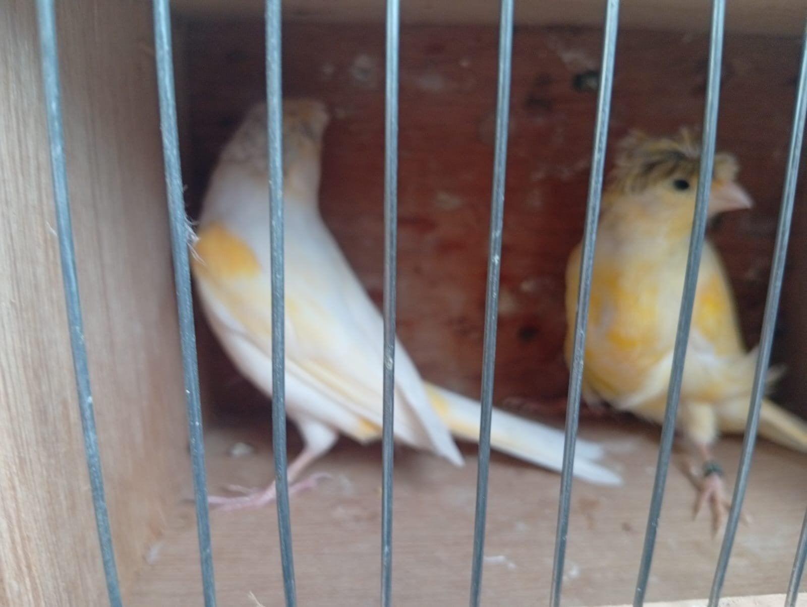 canaris, Femelle