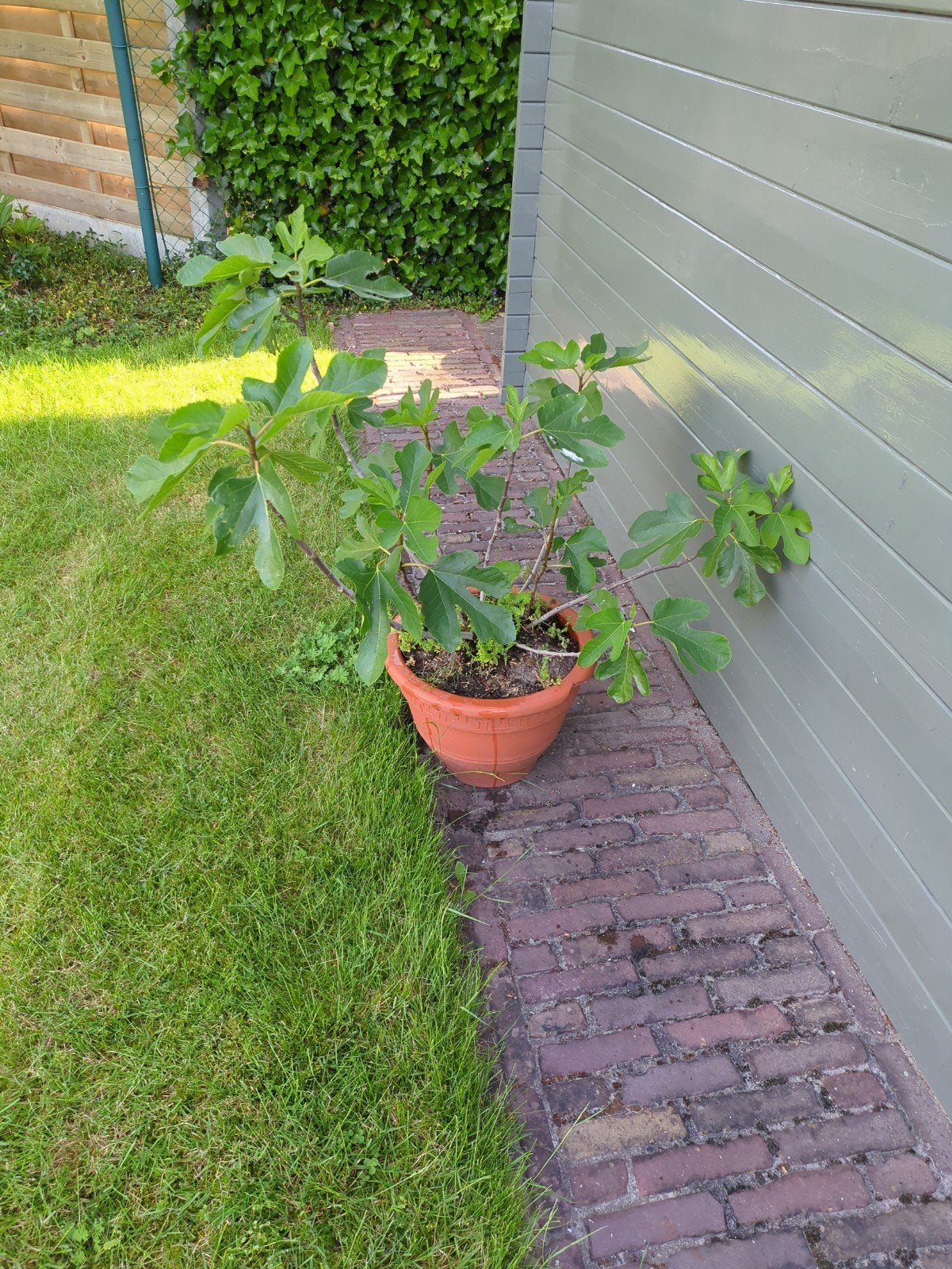 Vijgenstruik, Ophalen