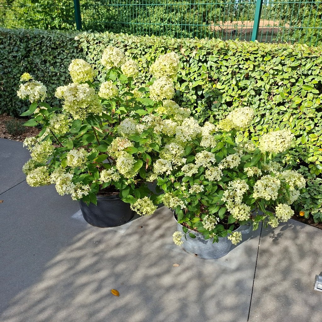 2x Hortensia Hydrangea paniculata 'Limelight' 95cm & 115cm, Tuin en Terras, Planten | Tuinplanten, Vaste plant, Halfschaduw, Zomer
