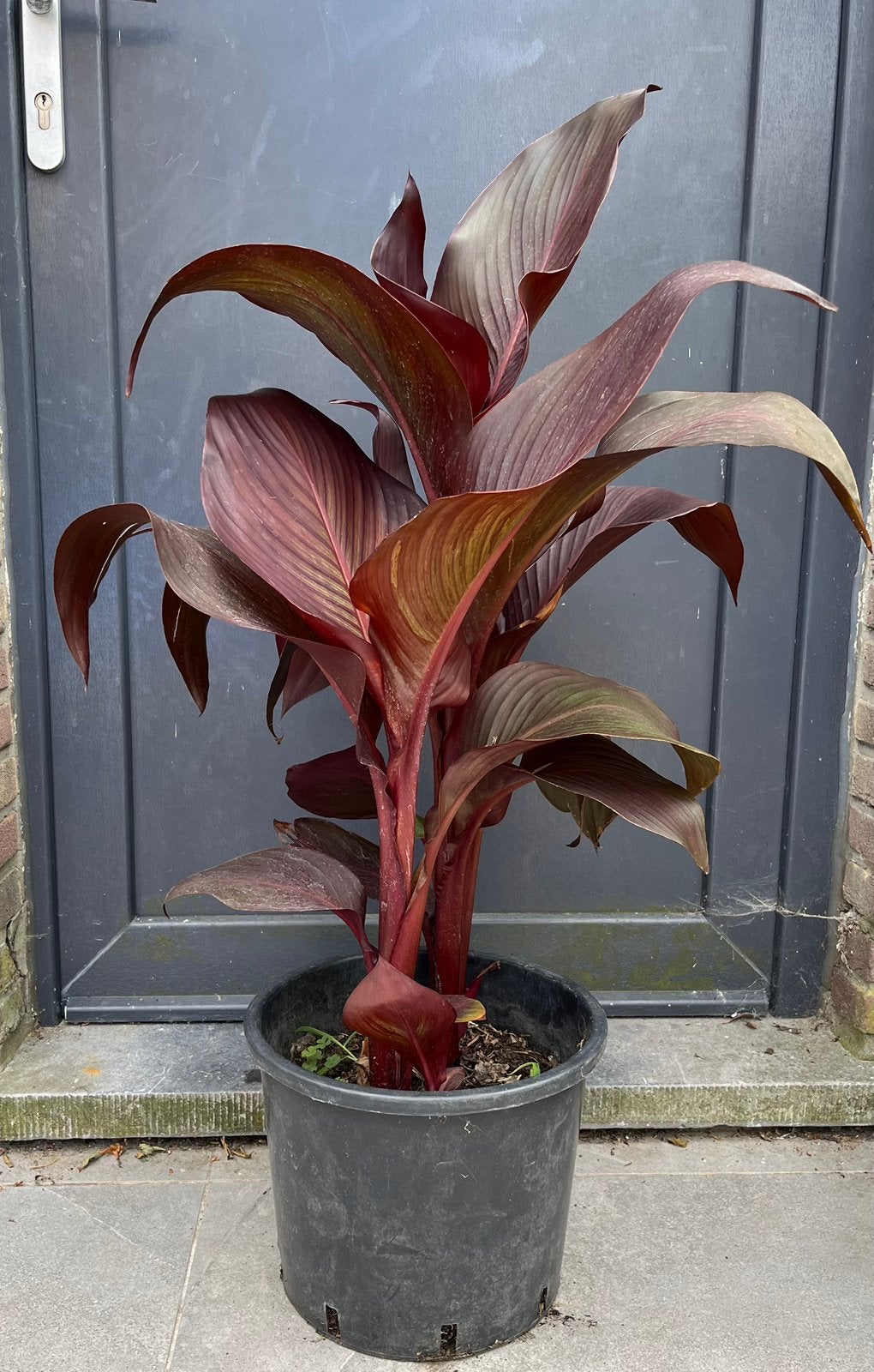 Canna red velvet, rode bloem, Tuin en Terras, Ophalen, Zomer