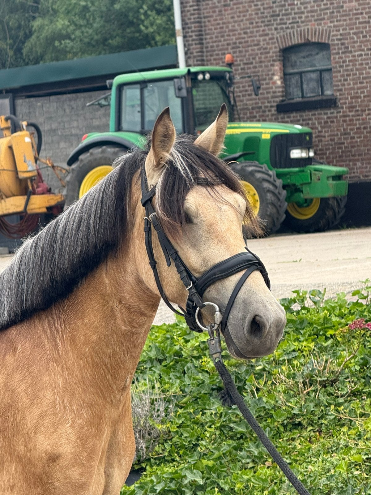 Super knappe 3 jr connemara x welsh merrie, al gereden !!, Animaux & Accessoires, Poneys, Jument, Débourré, Poney D (1.37 m à 1.48m)