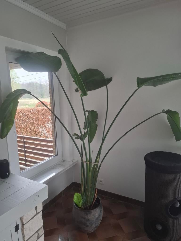 Strelitzia, Ophalen