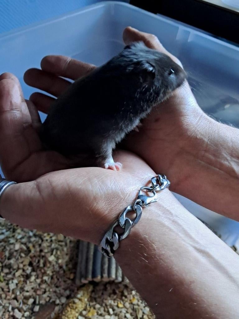 Goudhamster, Animaux & Accessoires, Rongeurs, Plusieurs animaux, Hamster, Janvier, Domestique