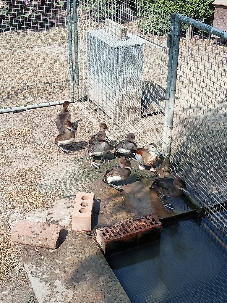 Siereenden , Europese brilduiker , Kuifzaagbek, Dieren en Toebehoren, Pluimvee