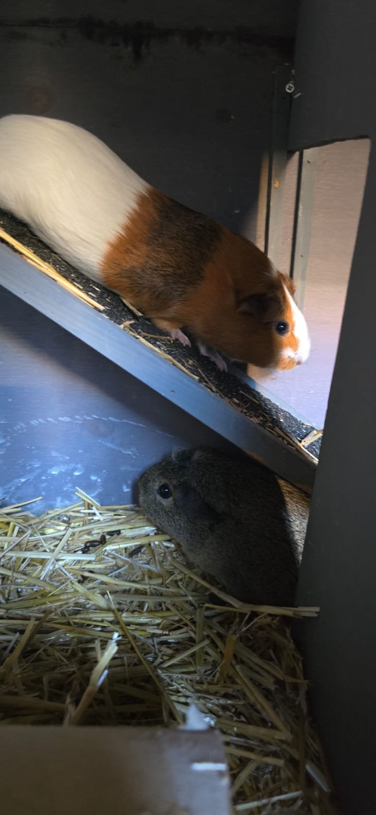 2 jonge cavia’s te koop, Dieren en Toebehoren, Cavia, Juli, Vrouwelijk, Tam