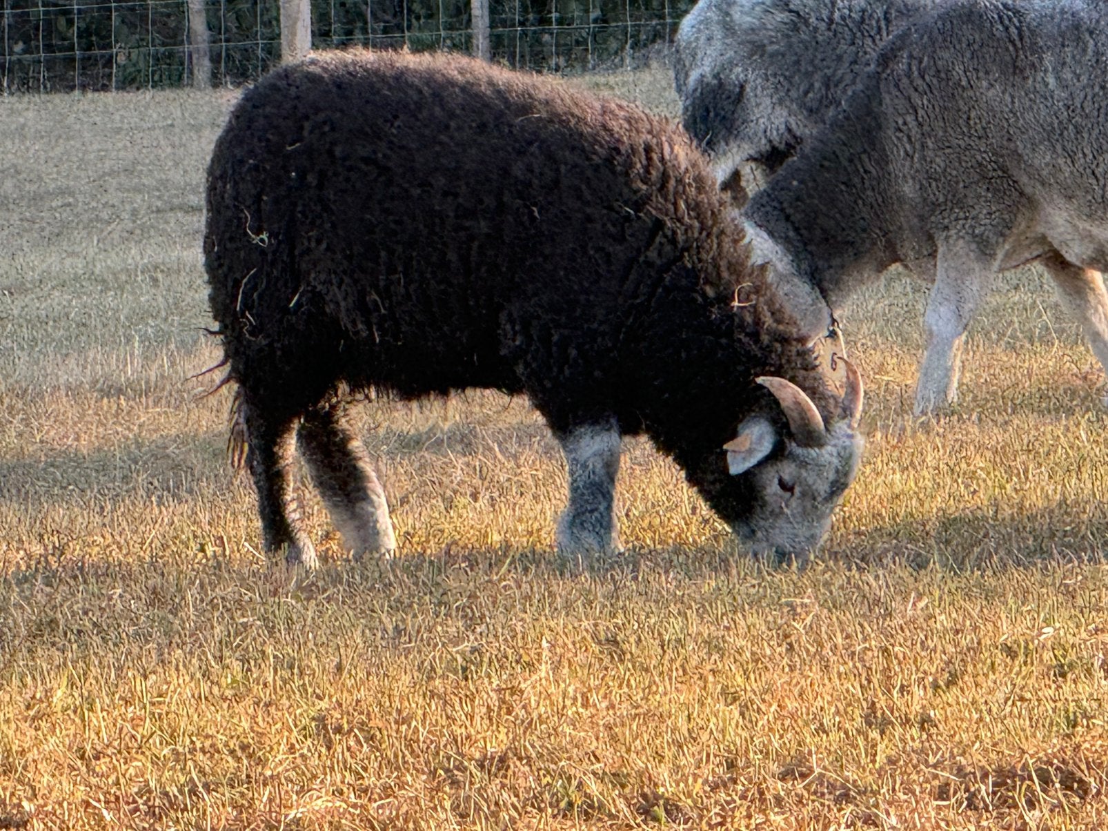 Herdwick stamboek ramlammeren raszuiver, Mâle, Mouton, 0 à 2 ans