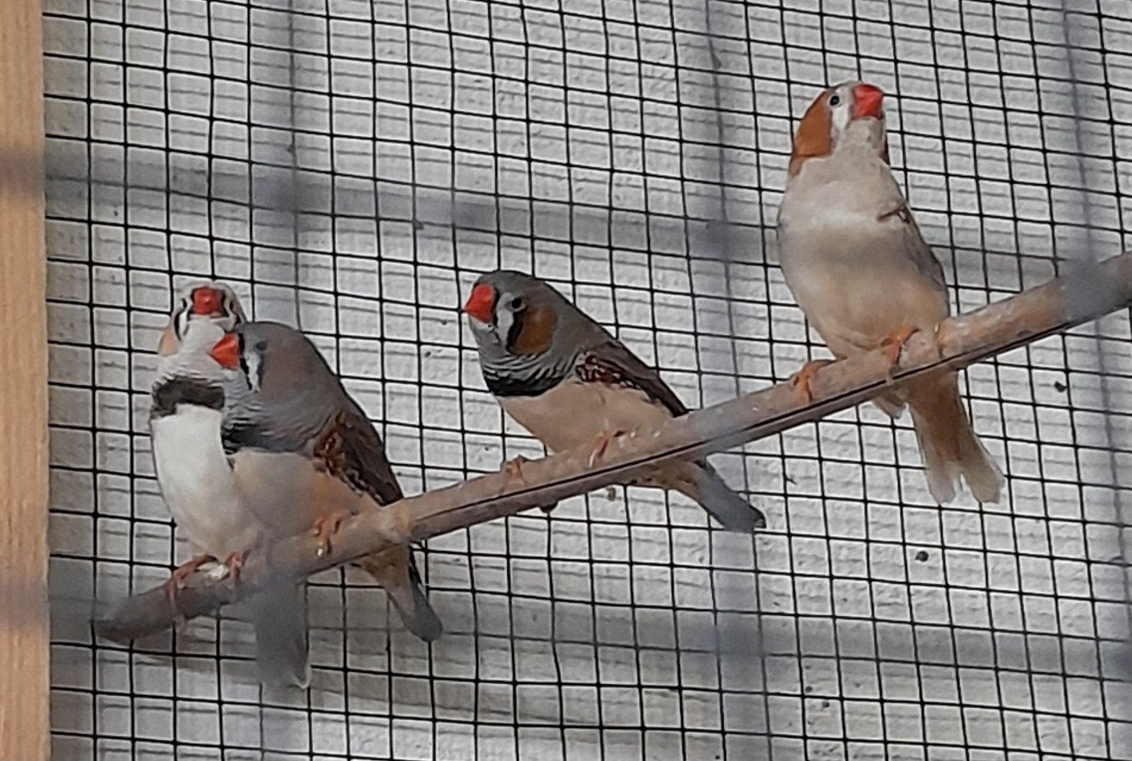 zebravinken, Dieren en Toebehoren, Mannelijk, Tropenvogel