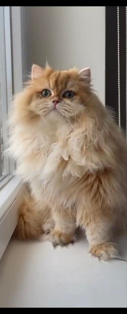 British longhair by12 HK20233586, Chat, Avec pedigree, 0 à 2 ans