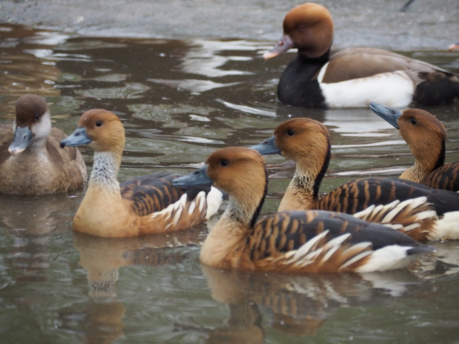 eenden fluiteenden, Dieren en Toebehoren, Meerdere dieren, Eend