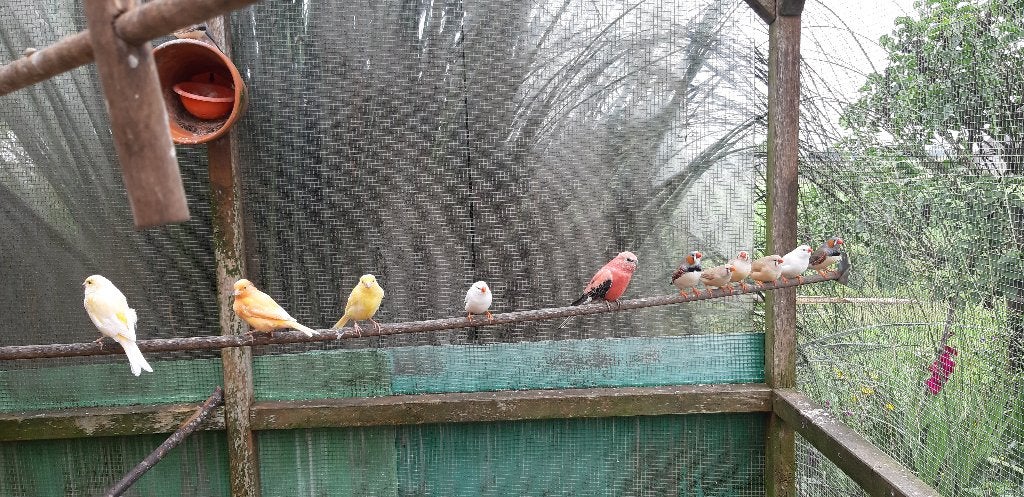 kanaries en zebravinken, Meerdere dieren