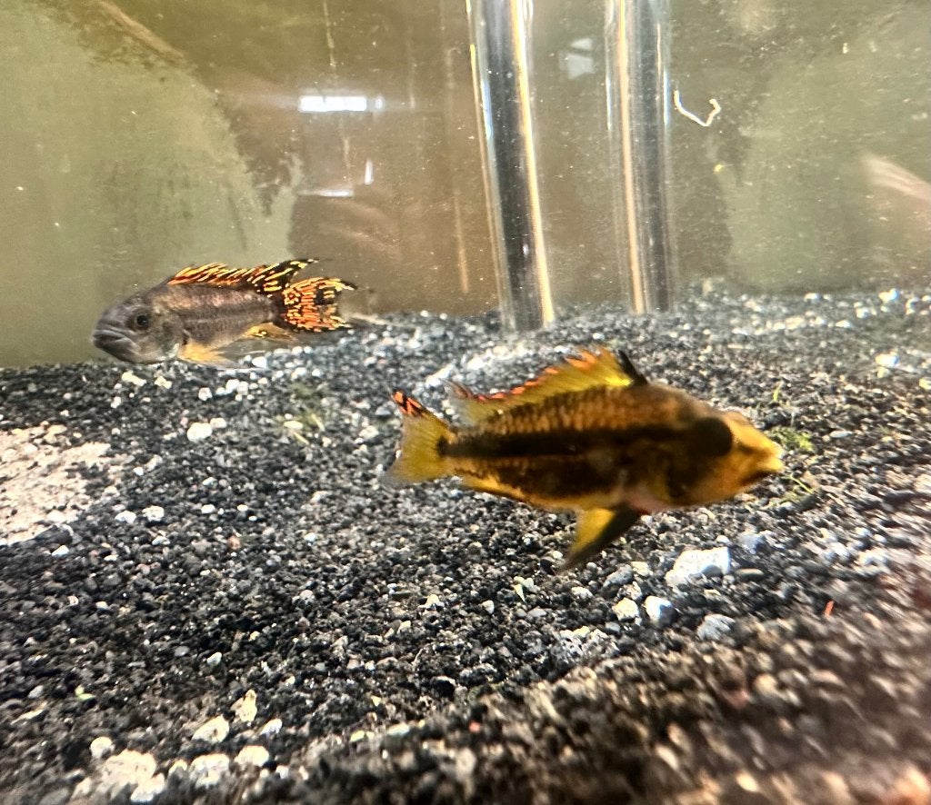 Koppel Apistrogramma, Dieren en Toebehoren, Vis, Zoetwatervis