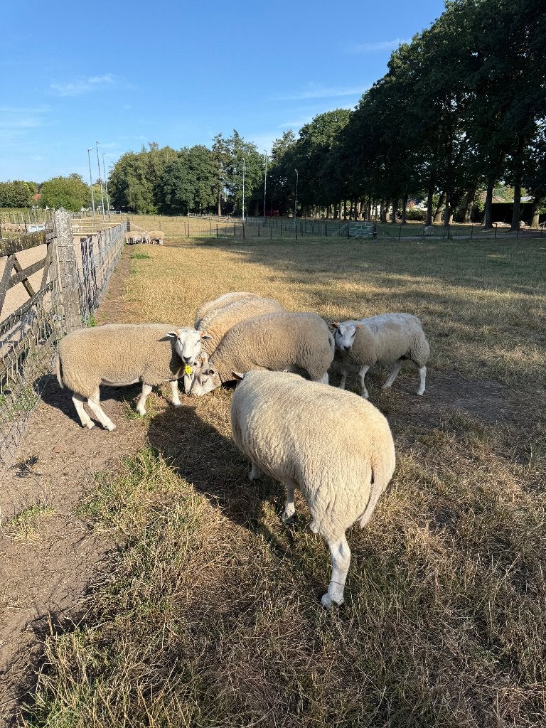 Ooien -kruising tussen swifter-texelaar, Vrouwelijk, Schaap, 0 tot 2 jaar