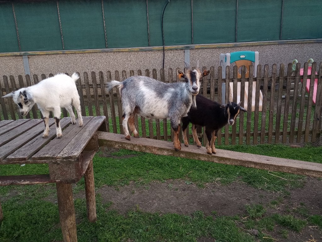 Dwerggeit dwerggeitjes, Dieren en Toebehoren, Schapen, Geiten en Varkens, Meerdere dieren, Geit, 0 tot 2 jaar